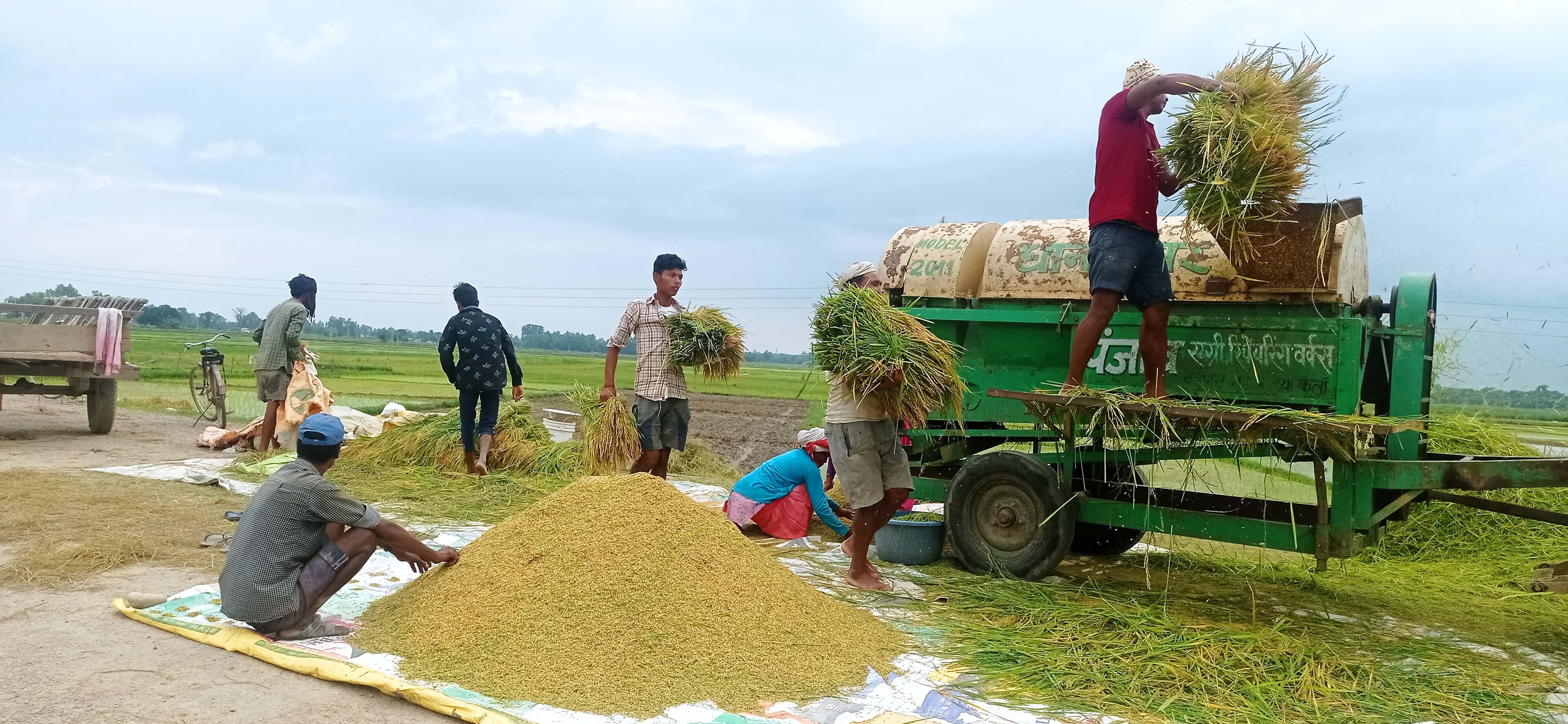 बाँकेमा लक्ष्यभन्दा कम धान खरिद